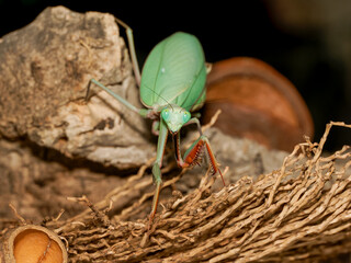 Mante religieuse (Mantis religiosa) en terrarium, insecte prédateur vert observant son environnement, gros plan naturaliste