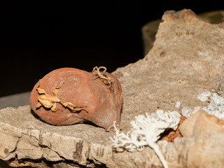Phasme scorpion (Extatosoma tiaratum), insecte feuille mimétique en terrarium, gros plan sur un phasme épineux camouflé