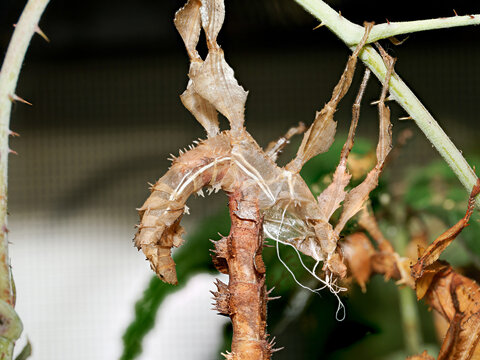 Phasme scorpion (Extatosoma tiaratum) en pleine mue, insecte feuille mim&eacute;tique suspendu lors de l&rsquo;ecdysis en terrarium