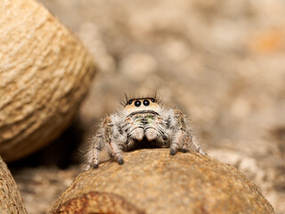 Phidippus regius en élevage – Araignée sauteuse (Salticidae) en macro sur supports naturels