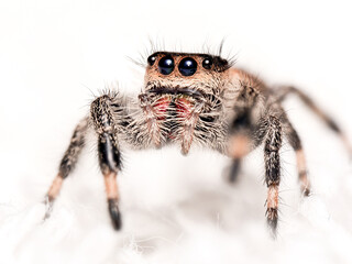 Phidippus regius en élevage – Araignée sauteuse (Salticidae) en macro sur supports naturels