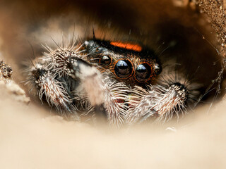 Phidippus regius en élevage – Araignée sauteuse (Salticidae) en macro sur supports naturels