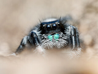 Phidippus regius en élevage – Araignée sauteuse (Salticidae) en macro sur supports naturels