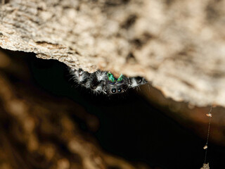 Phidippus regius en élevage – Araignée sauteuse (Salticidae) en macro sur supports naturels