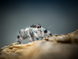 Phidippus regius en élevage – Araignée sauteuse (Salticidae) en macro sur supports naturels