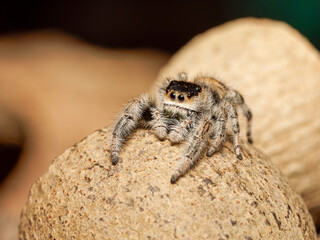Phidippus regius en élevage – Araignée sauteuse (Salticidae) en macro sur supports naturels