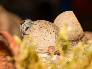 Phidippus regius en élevage – Araignée sauteuse (Salticidae) en macro sur supports naturels