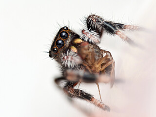 Phidippus regius en élevage – Araignée sauteuse (Salticidae) en macro sur supports naturels