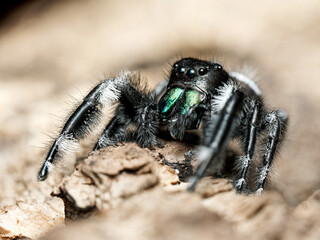 Phidippus regius en élevage – Araignée sauteuse (Salticidae) en macro sur supports naturels