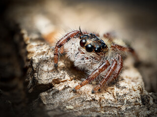 Hyllus diardi juvénile – Araignée sauteuse (Salticidae) en macro sur écorce