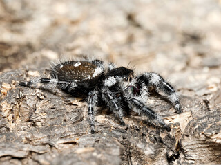 Phidippus regius en élevage – Araignée sauteuse (Salticidae) en macro sur supports naturels