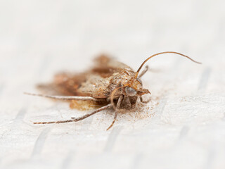 Plodia interpunctella – macro d’une teigne alimentaire adulte (Indian meal moth) sur surface claire