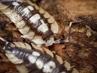 Porcellio expansus – macro naturaliste d’un cloporte terrestre aux lames pleurales élargies sur substrat sec