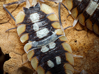 Porcellio expansus – macro naturaliste d’un cloporte terrestre aux lames pleurales élargies sur substrat sec