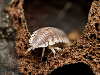 Porcellio magnificus – cloporte géant dans cavité de liège, macro naturaliste d’un isopode terrestre