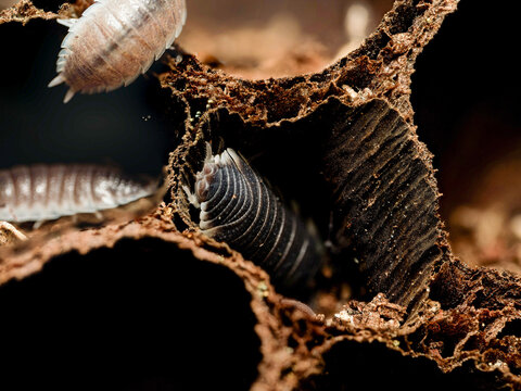 Porcellio magnificus &ndash; cloporte g&eacute;ant dans cavit&eacute; de li&egrave;ge, macro naturaliste d&rsquo;un isopode terrestre