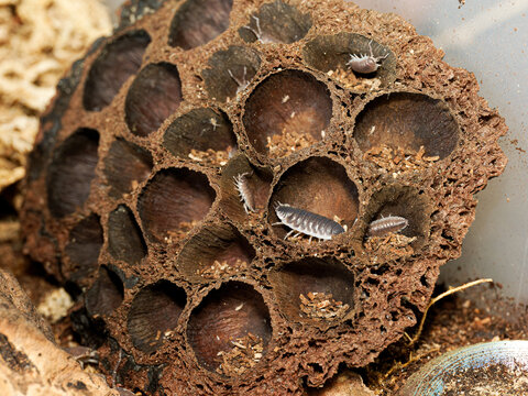 Porcellio magnificus &ndash; cloporte g&eacute;ant dans cavit&eacute; de li&egrave;ge, macro naturaliste d&rsquo;un isopode terrestre