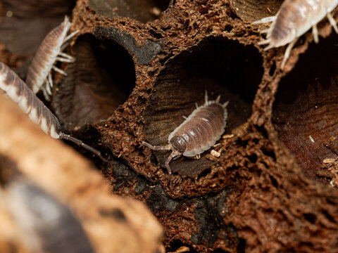 Porcellio magnificus &ndash; cloporte g&eacute;ant dans cavit&eacute; de li&egrave;ge, macro naturaliste d&rsquo;un isopode terrestre