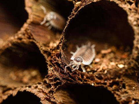 Porcellio magnificus &ndash; cloporte g&eacute;ant dans cavit&eacute; de li&egrave;ge, macro naturaliste d&rsquo;un isopode terrestre