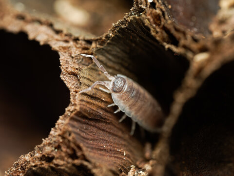 Porcellio magnificus &ndash; cloporte g&eacute;ant dans cavit&eacute; de li&egrave;ge, macro naturaliste d&rsquo;un isopode terrestre