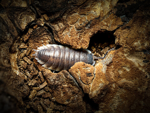Porcellio magnificus &ndash; cloporte g&eacute;ant dans cavit&eacute; de li&egrave;ge, macro naturaliste d&rsquo;un isopode terrestre