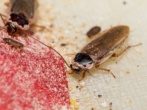 Cafards Phoetalia pallida &ndash; adultes et juv&eacute;niles sur support alimentaire, macro naturaliste d&rsquo;un groupe en activit&eacute;
