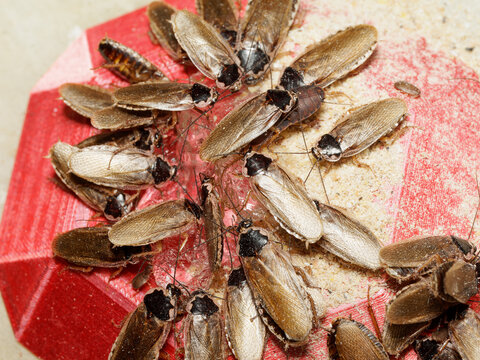 Cafards Phoetalia pallida &ndash; adultes et juv&eacute;niles sur support alimentaire, macro naturaliste d&rsquo;un groupe en activit&eacute;