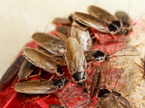 Cafards Phoetalia pallida &ndash; adultes et juv&eacute;niles sur support alimentaire, macro naturaliste d&rsquo;un groupe en activit&eacute;