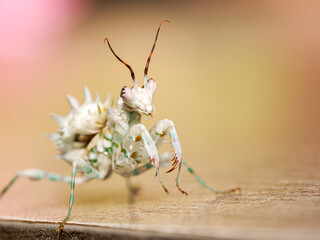 Mante fleur africaine – Pseudocreobotra lestoni sur support naturel, macro détaillée d’un juvénile en posture defensive