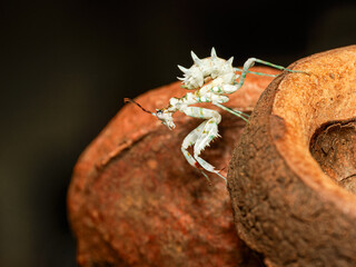 Mante fleur africaine – Pseudocreobotra lestoni sur support naturel, macro détaillée d’un juvénile en posture defensive