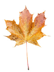 Close-up of a vibrant autumn maple leaf against a black background