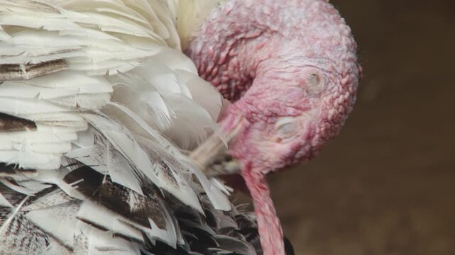 Turkey Preening Its Feathers Close Up Farm Bird Cleaning Plumage