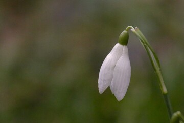 przebiśnieg © Pawel Zabczyk
