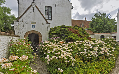 Charming garden scene in Bruges, Belgium, featuring blooming hydrangea bushes in white and pale pink in front of a white brick building with a steep roof and arched doorway.