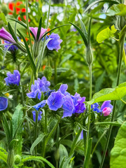 vibrant blue and purple wildflowers blooming in a lush garden setting