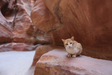 Curious Cat in the Siq Canyon, Petra