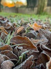 Frosty autumn leaves on the ground with blades of green grass in the foreground