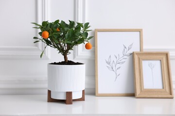 Potted tangerine tree and frames on white table indoors