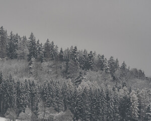 Snow-covered hillside with a mixed forest of pine and deciduous trees under a gray winter sky.