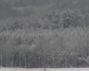 Dense evergreen forest blanketed in fresh snow, creating a beautiful winter wonderland landscape.