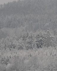Dense evergreen forest blanketed in fresh snow, creating a beautiful winter wonderland landscape.