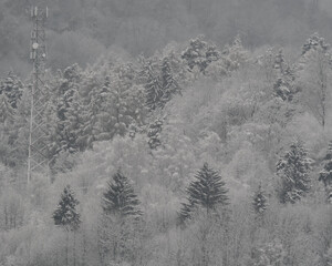 Dense evergreen forest blanketed in fresh snow, creating a beautiful winter wonderland landscape.