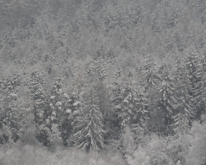 Dense evergreen forest blanketed in fresh snow, creating a beautiful winter wonderland landscape.
