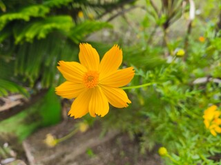 yellow flower in the garden
