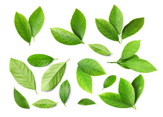 Fresh green leaves of citrus plant isolated on white, set