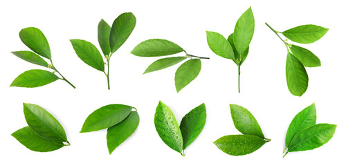 Fresh green leaves of citrus plant isolated on white, set