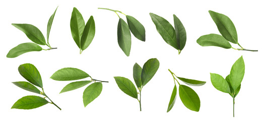 Fresh green leaves of citrus plant isolated on white, set