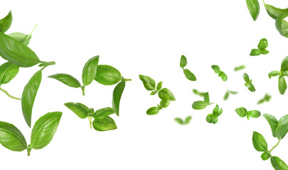Fresh green basil leaves flying in air on white background