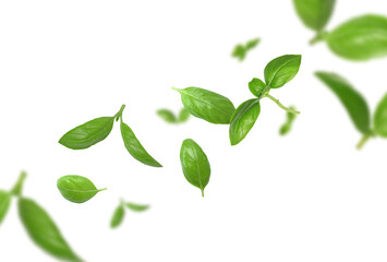 Fresh green basil leaves flying in air on white background