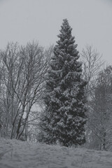 Tall evergreen tree covered in fresh snow, standing out against bare deciduous trees in winter.